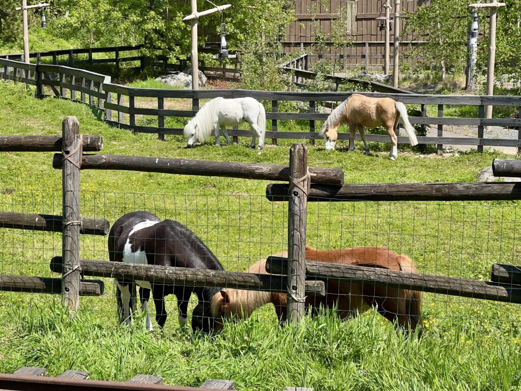 Farm Animals Return to Frontierland Station at Disneyland Paris