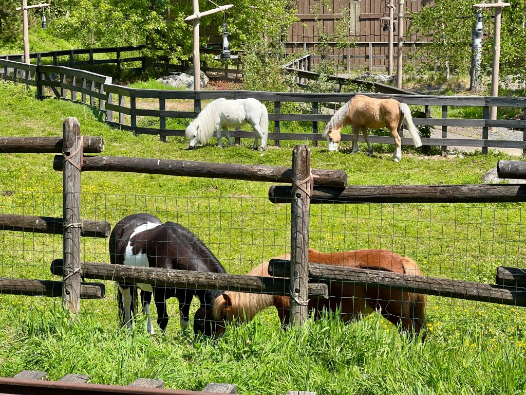 Farm Animals Return to Frontierland Station at Disneyland&nbsp;Paris